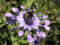 Bee on a flower